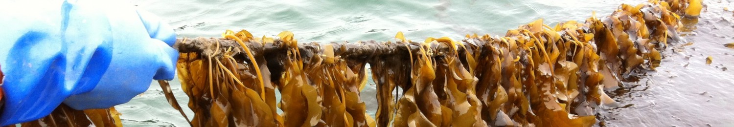 93.  kelp line March 2013 walpole