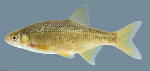 baitfish - shiner