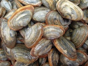 softshell clams