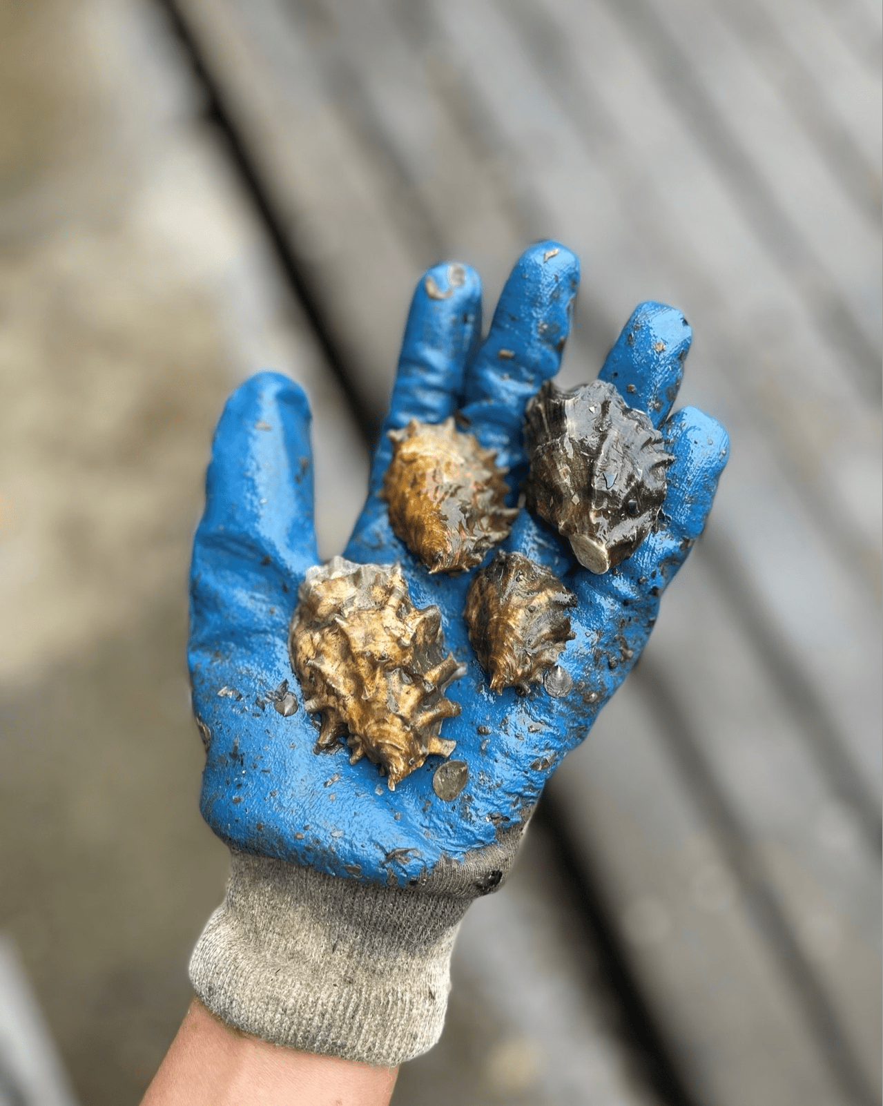 Gloved hand holding farmed oysters on a boat